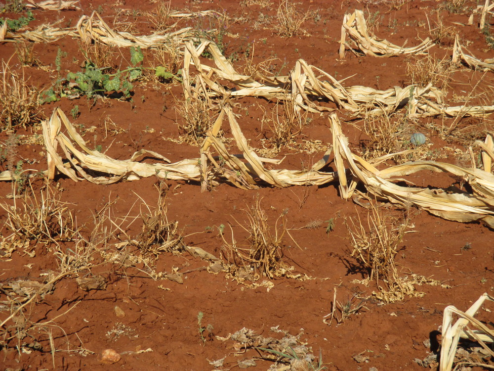 Un Seeks 234 Million In Aid For Drought Hit Zimbabwe Zimbabwe News Now 