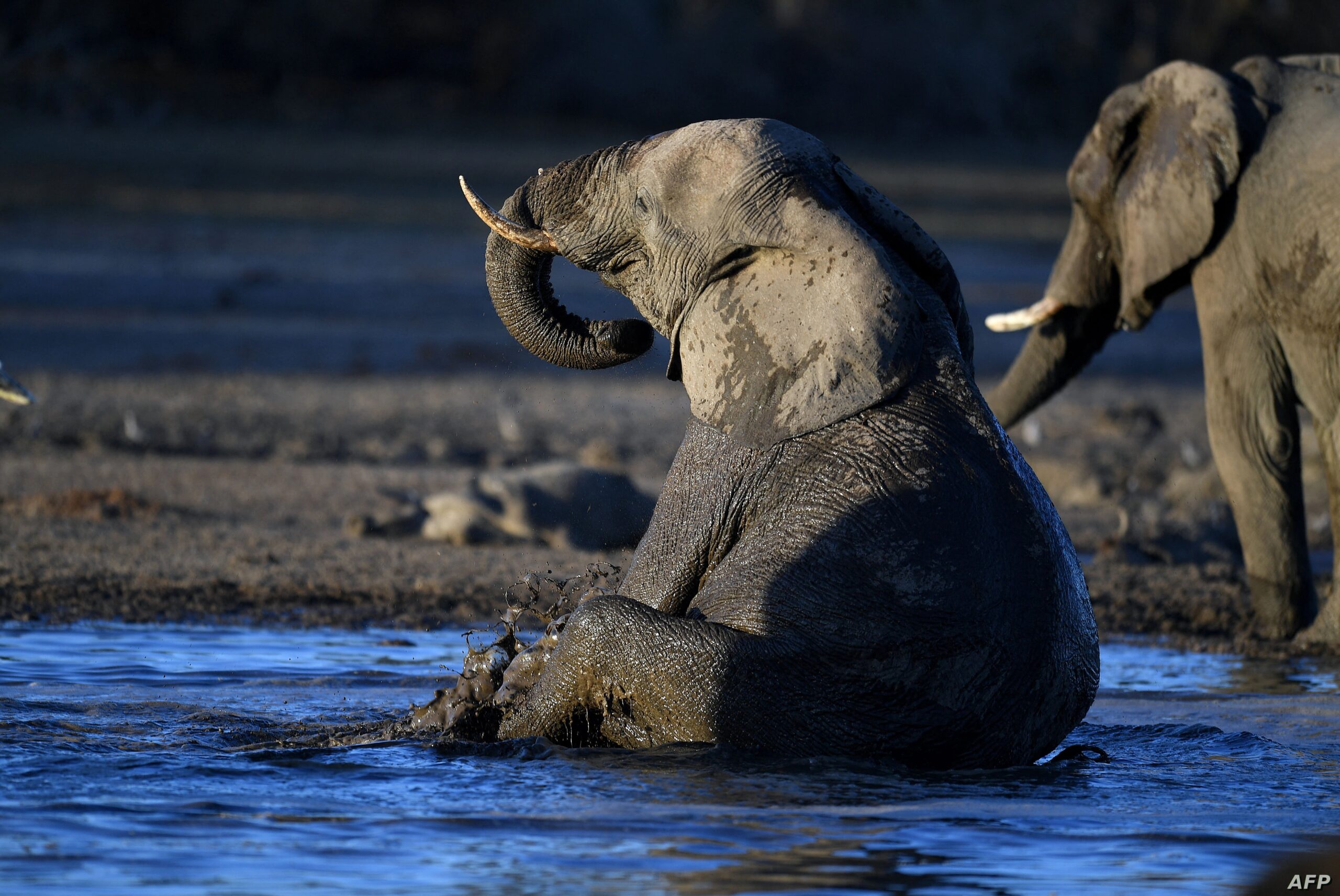 Botswana says to proceed with elephant hunts despite ‘red list’